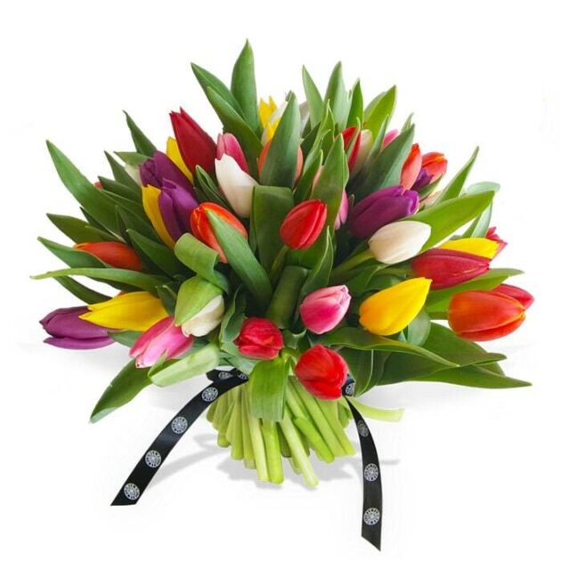 Mixed Tulips